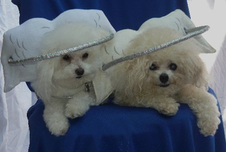 Illustration for article titled This Angel Costume Is Designed To Improve A Blind Dog's Quality Of Life